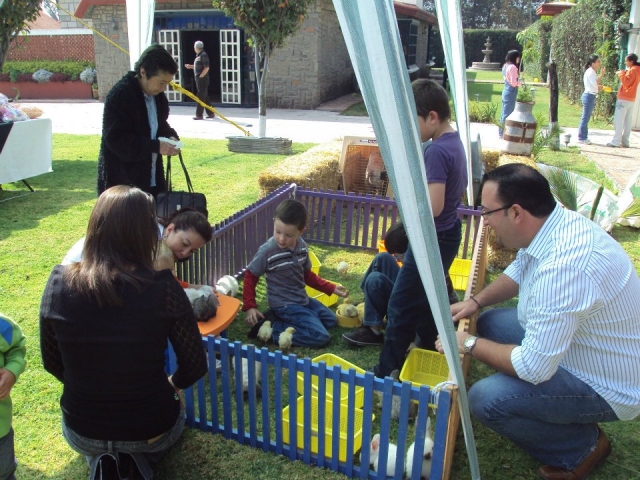 Cuidando los pollitos